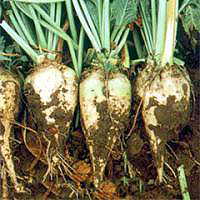 Ukrainian sugar refineries beet processing