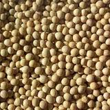 Soy export market US