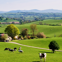 New Zealand dairy commodities fall in Chinese stock exchange aftershock