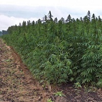 Hemp growing has been revived in Ukraine