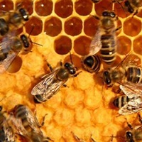 Exports of honey decreased by 7%