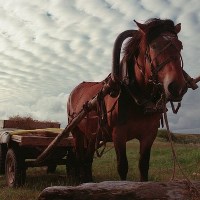 29% of small farms cultivate land by horses