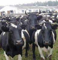 Average annual milk herd’s productivity has increased