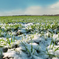  harvest of winter crops