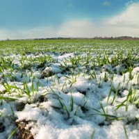 Current year losses of winter crops are record low over the past decade