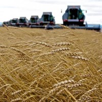 The first million tons of wheat has been grinded